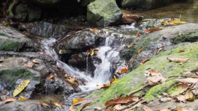 Wald-Menschen