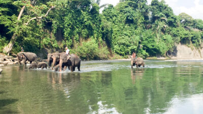 Magic Elephant Ride