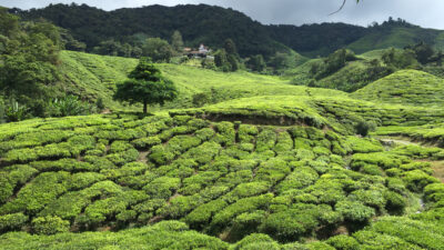 Cameron Highlands