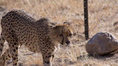 Keine Geparden in Swakopmund