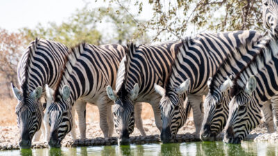 Etosha-Safari