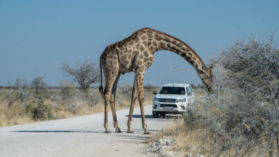 Etosha für Selbstfahrer